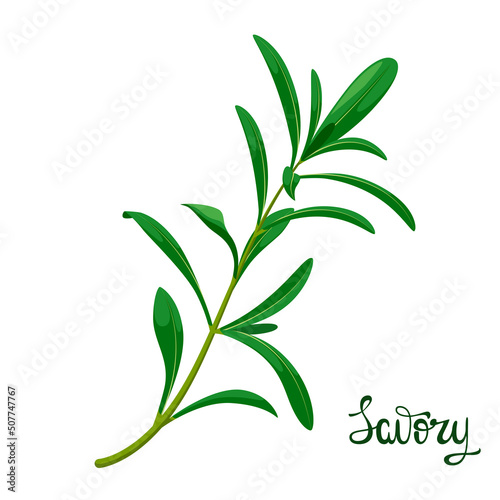 A sprig of savory on a white background. Herbs. Wind illustration,
