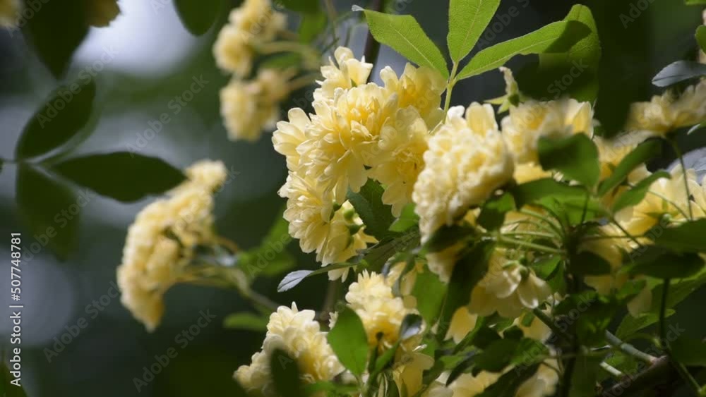 やさしい香りの小さな花を大量に咲かせるモッコウバラ、庭を華やかに演出してくれます やさしい香りの小さな花を大量に咲かせるモッコウバラ、庭を華やかに演出してくれます