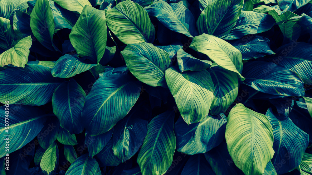 blue tropical foliage, dark nature background blue tropical foliage, dark nature background