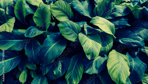 blue tropical foliage  dark nature background