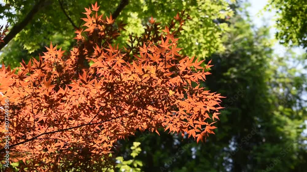青空にも、緑にも映えるハルモミジも美しい！