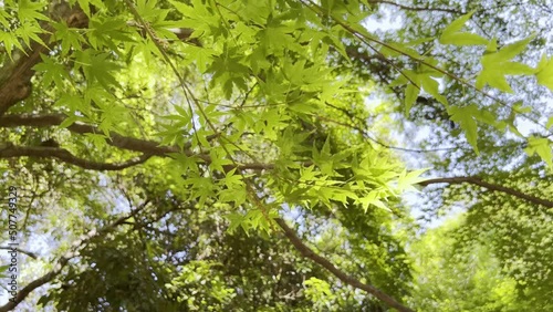 Japanese forest in summer, green Irohamomiji leaves bathed in sunlight and swaying in the wind. photo