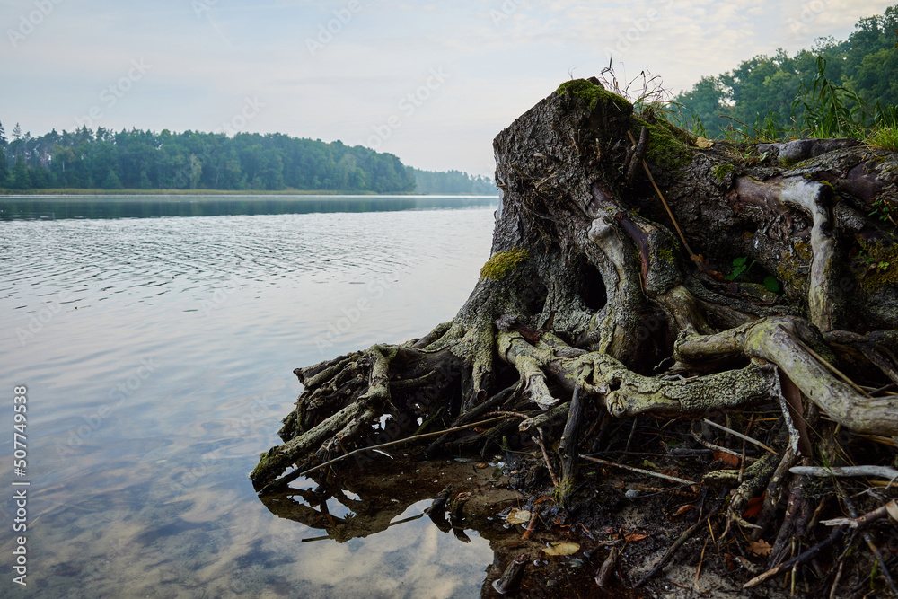 Trunk on the shore of a lake. Old trunk with exposed twisted roots in the foreground by the shore of a calm lake in the morning.