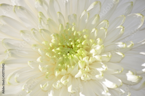 chrysanthemum bowl white close-up 
