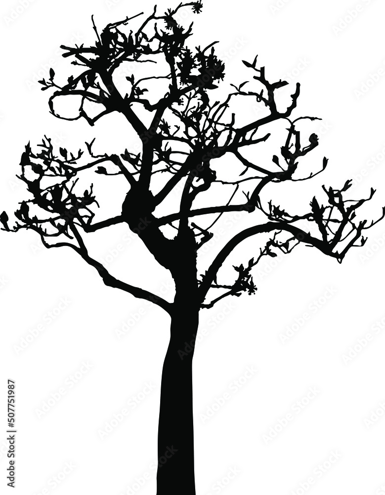 Obraz premium Vector silhouette of tree. Isolated eps 10.