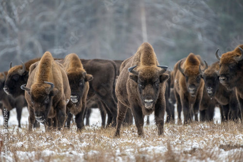 Poland, Podlaskie Voivodeship, European bison (Bison bonasus) in Bialowieza Forest photo