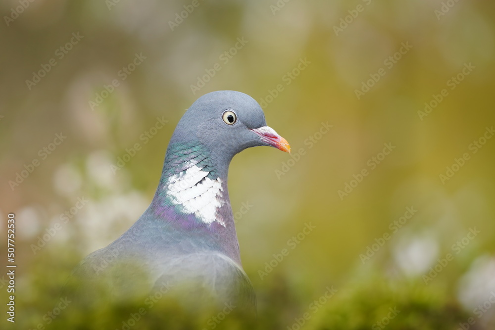 Fototapeta premium Columba palumbus. Close up portrait of a Common wood pigeon. 