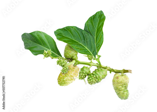 Obraz na plátně Noni fruits or Morinda citrifolia (indian mulberry, cheese fruit) with green leaves on branch tree isolated on white background