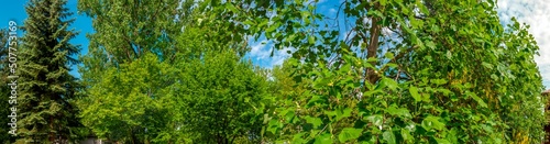 Panorama of a tulip tree on a background of trees