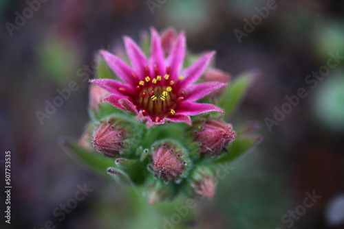 Sempervivum BROAD PEAK 2007 André Smits 