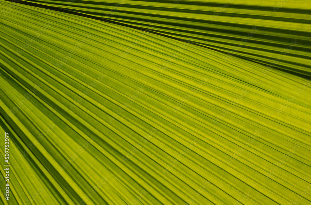 Close-up of Licuala grandis palm leaves. Natural background of green leaves with fan-shaped and striped line patterns in the tropical garden. Close-up of Licuala grandis palm leaves. Natural background of green leaves with fan-shaped and striped line patterns in the tropical garden.