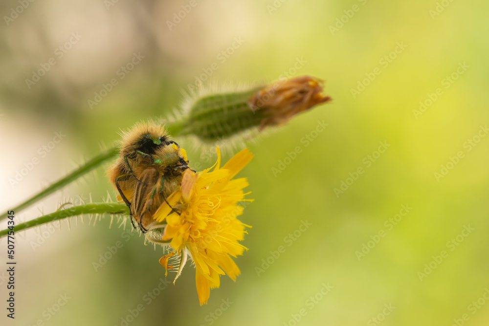 Eulasia nitidicollis glaphyrid beetles mating on top of a flower. Macro photo.
Eulasia nitidicollis glaphyrid beetles mating on top of a flower. Macro photo.