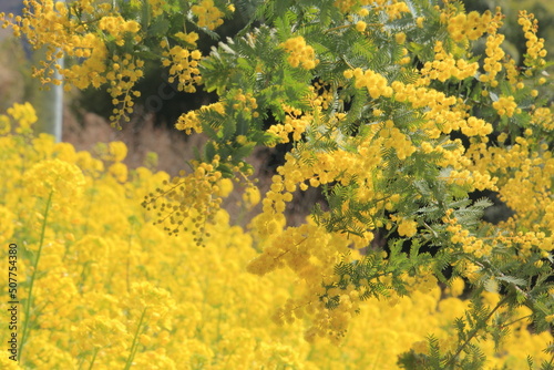 Wallpaper Mural 満開のミモザと菜の花
 Torontodigital.ca