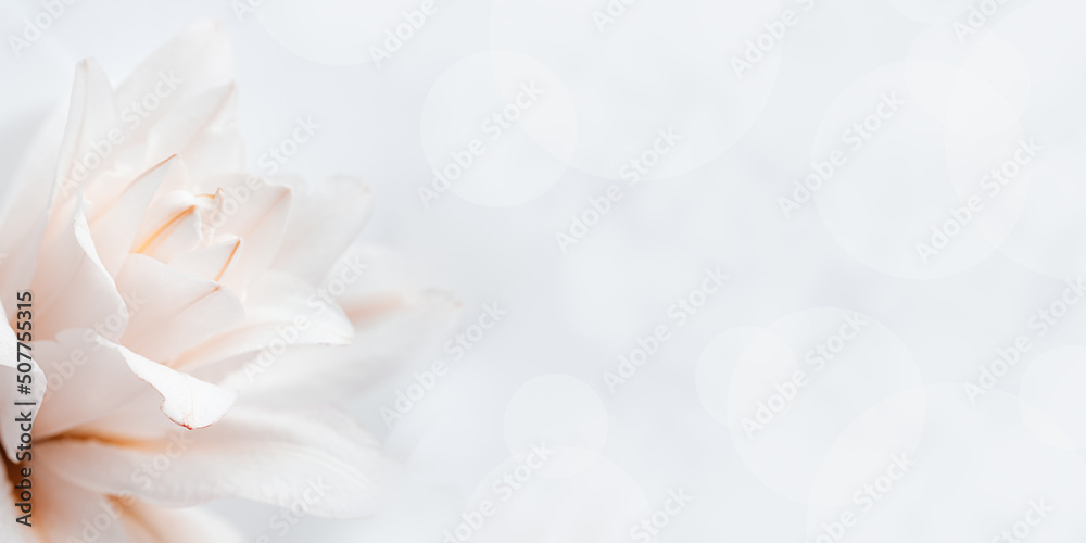 Fototapeta premium Natural floral banner, close up white lily flower, pastel color celebrate background with copyspace, nature beauty blossoming lily or peony flower, flowery design postcard, delicate fresh petals