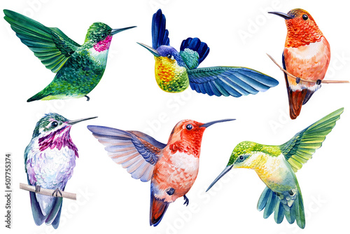 Set beautiful tropical bird  hummingbirds in isolated white background  watercolor illustration