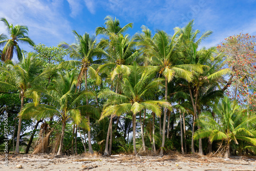 Palm trees at a tropical island