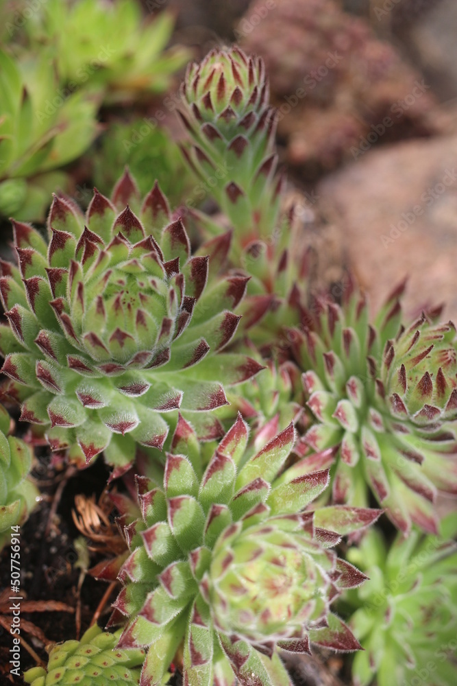 Fototapeta premium Sempervivum hybridum TIPSY Rojnik Tipsy succulent