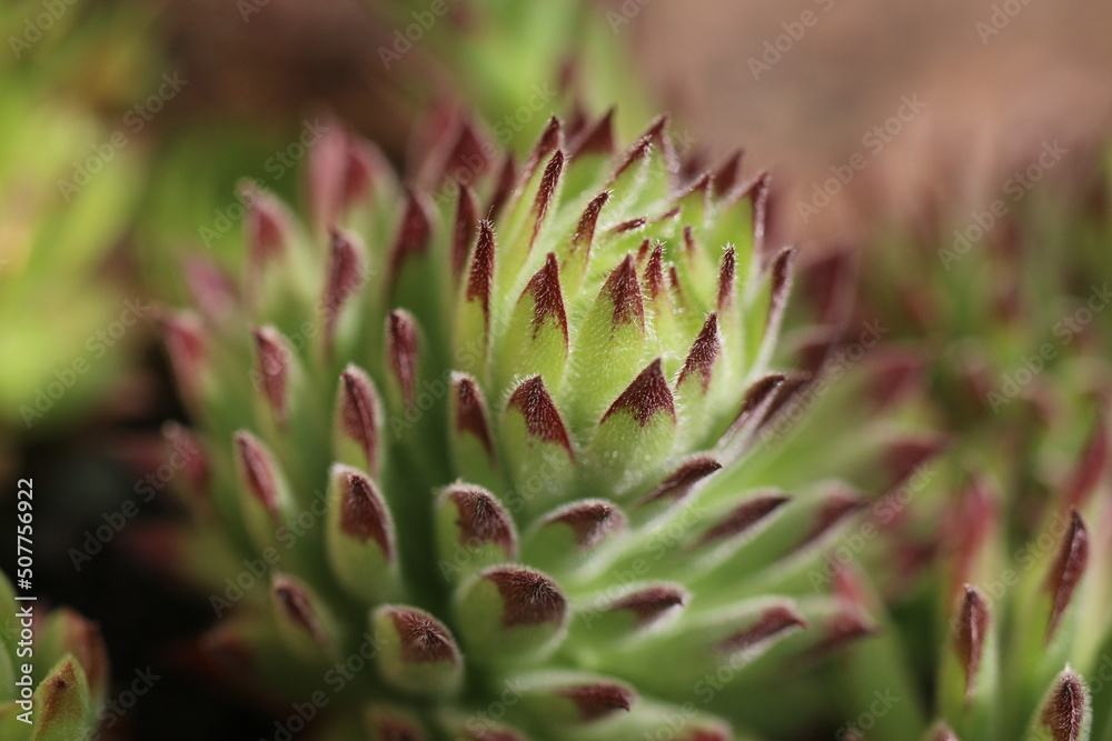 Sempervivum hybridum TIPSY Rojnik Tipsy succulent Sempervivum hybridum TIPSY Rojnik Tipsy succulent
