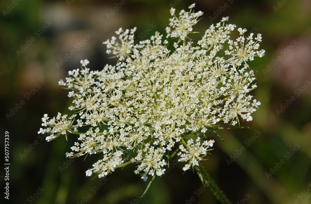 Carrot wild - plant flower