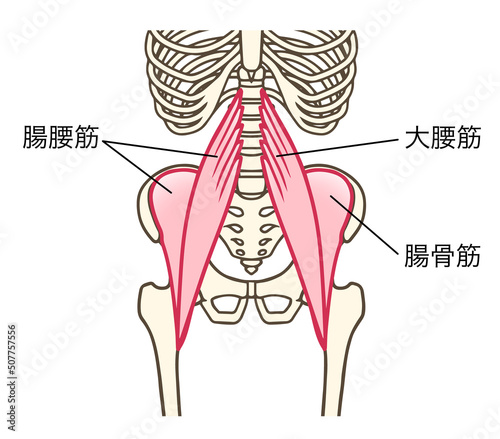 腸腰筋、大腰筋、腸骨筋、股関節を屈曲する筋肉、説明あり photo