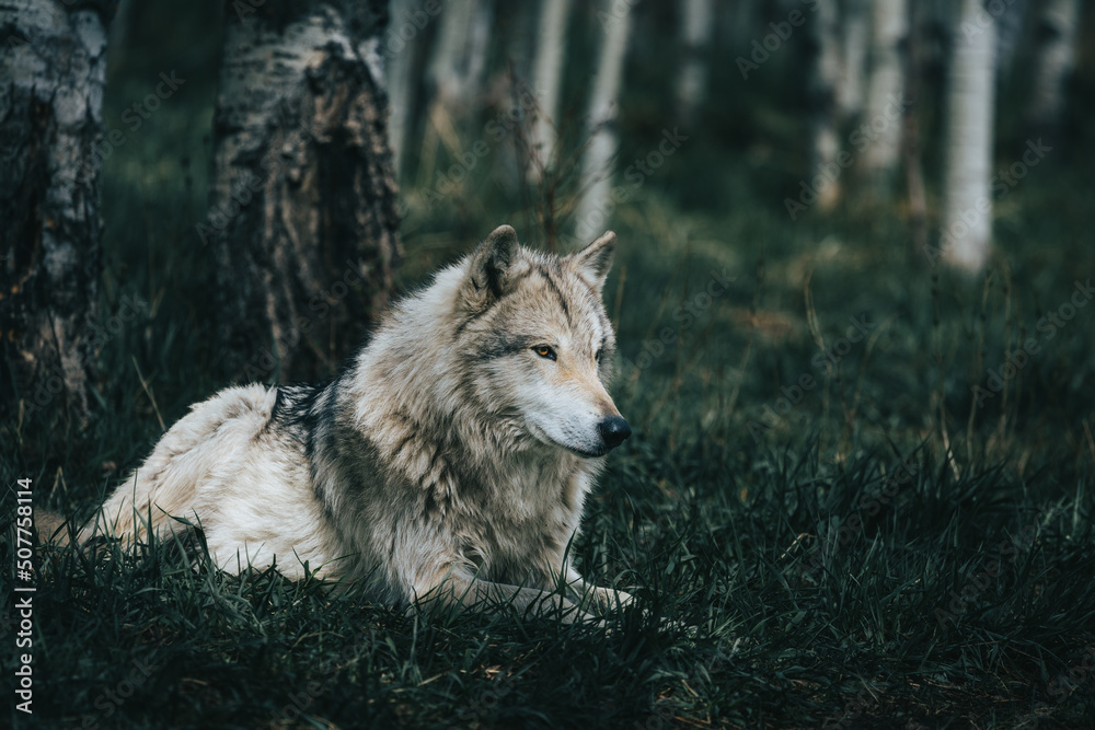 Wolfdog 8