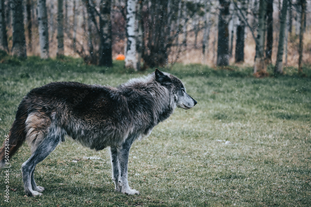 Wolfdog3 Wolfdog3