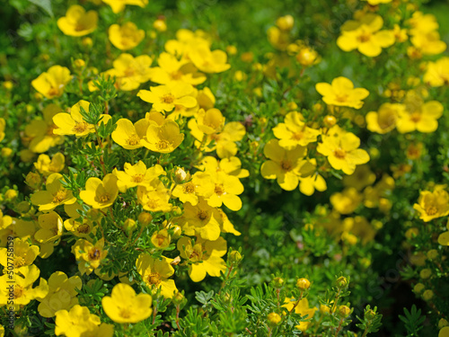 Photos Blühender Fingerstrauch, Potentilla fruticosa, im Frühling
