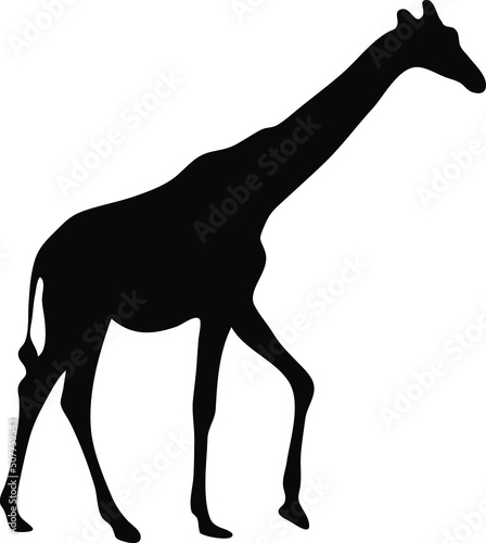 Walking giraffe silhouette vector  isolated on white background  wild animal concept  fill with black color wildlife animal  giraffe icon  symbol idea  side view