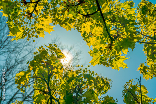Fototapeta Naklejka Na Ścianę i Meble -  sun beams streaming through green young spring leaves