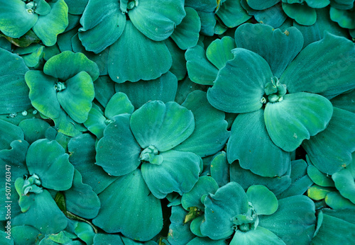 Leaves of Pistia stratiotes (water cabbage, water lettuce). Full background with tropical free-floating aquatic plant © frenta