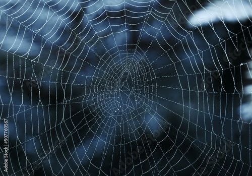 Night cobweb