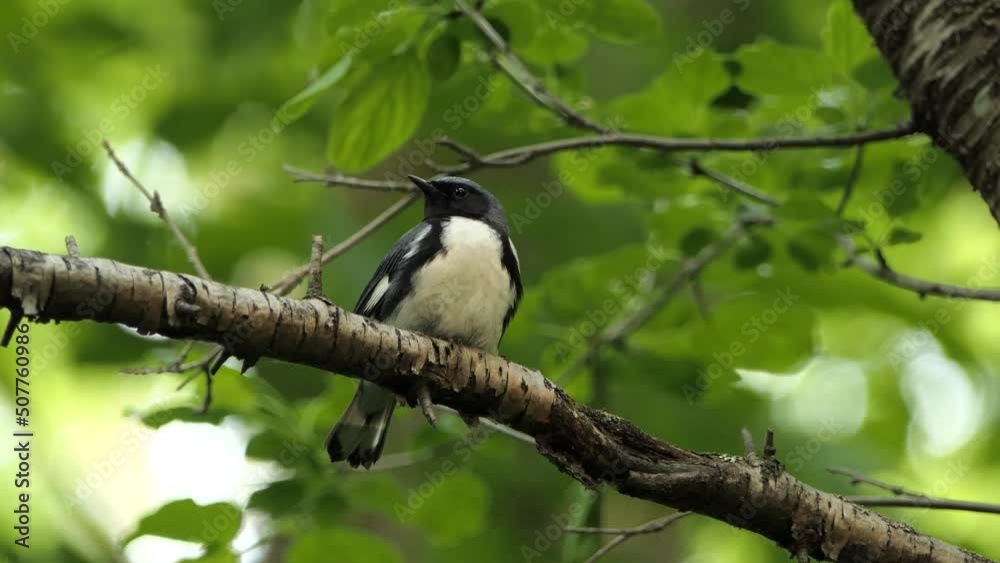 Wild male black-throated blue warbler, setophaga caerulescens perching on tree branch in its natural habitat with beautiful green foliage surroundings during spring season.