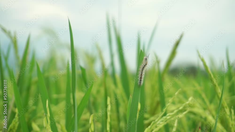 a caterpillar clinging on the leaf of paddy plant. crop pests clips. a caterpillar clinging on the leaf of paddy plant. crop pests clips.