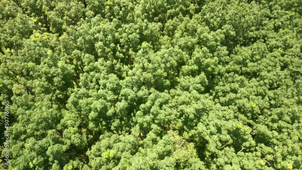 aerial shot of rubber plantation top-down on treetops blowing in wind