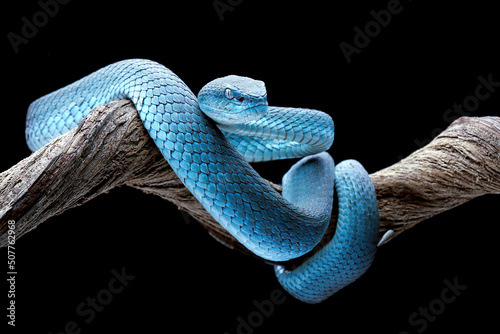 Blue Insularis (Trimeresurus insularis) is venomous pit vipers and endemic species in Indonesia. The color is unique, namely turquoise blue. photo