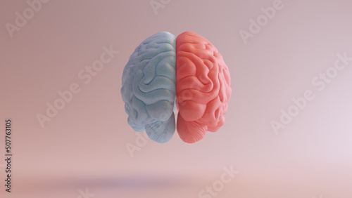 Human Brain Anatomy Red Blue Feminine Masculine Hemispheres Mind Science Creative Idea Back View 3d illustration render