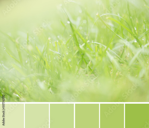Color palette swatches of pale blurred light green grass with rain water drops. Pastel combination of tints, shades, nuances and tones of the green gamma. Colorful inspiration from natural beauty.