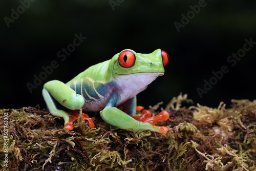 Red-eyed Tree Frog (Agalychnis callidryas) posing on a mossy wood.