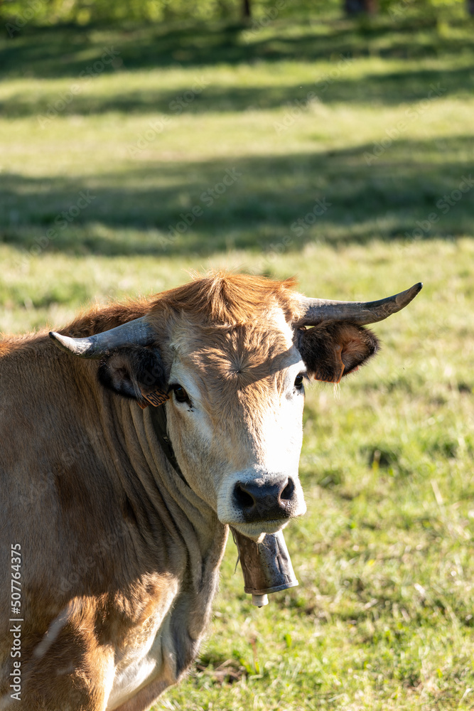 cow in the field cow in the field