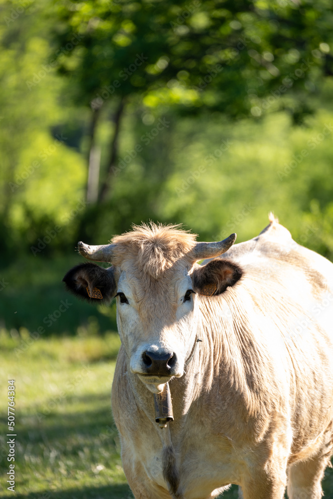 cow in a field