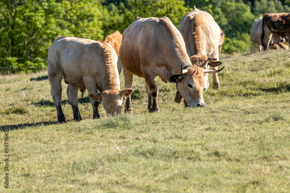 cows in a field