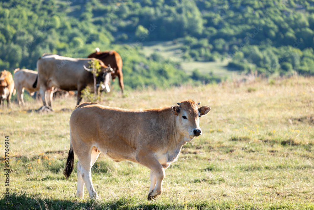 cow and calf