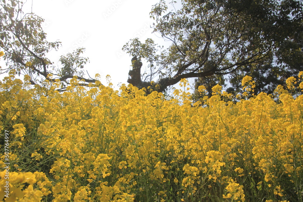 Fototapeta premium 愛媛県 犬寄峠の黄色い丘