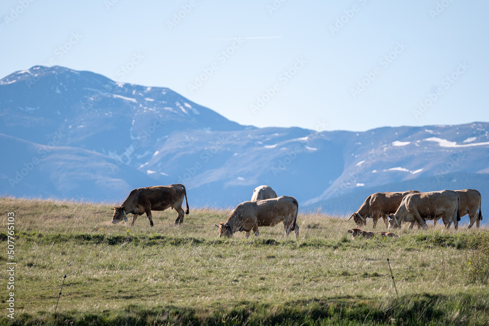 cows in the mountains