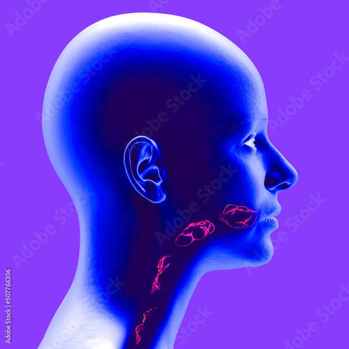 Disorders of swallowing, dysphagia. Pharyngeal and esophageal dysphagia. Oral phase. The path of food, the act of swallowing. Head side view x-ray, From the mouth to the stomach. 3d rendering photo