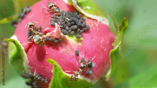 ants and aphids relationship; aphids on pink rose bud produce a sugary food for the ants - hd