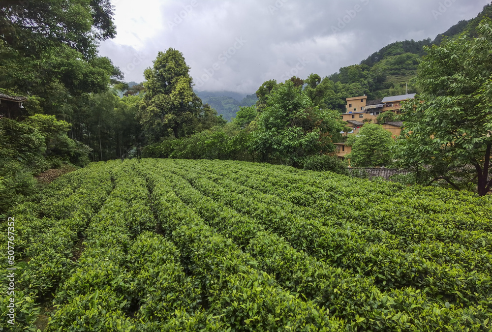 Tea field of SongYang, an ancient village Tea field of SongYang, an ancient village