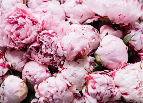 Fototapeta Naklejka Na Ścianę i Meble -  Beautiful blossoming pink Sarah Bernhardt peony bunch close up texture