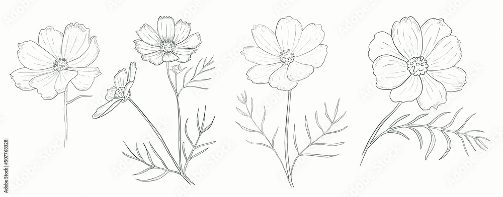 Set of wild flowers. Grafic Hand draw drawing, isolated