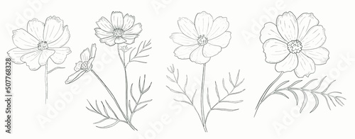 Set of wild flowers. Grafic Hand draw drawing, isolated